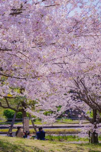Cseresznyefa Kasai Tengerparti Park Teljes Virágjában — Stock Fotó