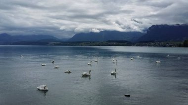 Kuğular dağların arka planında bir gölde oturuyorlardı.