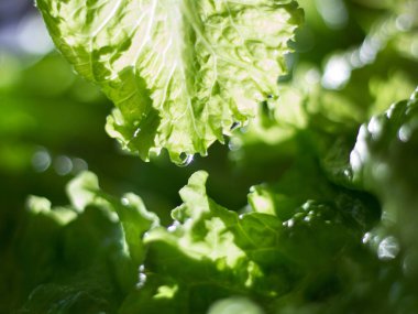 Bahçe marulu bulanık arkaplan