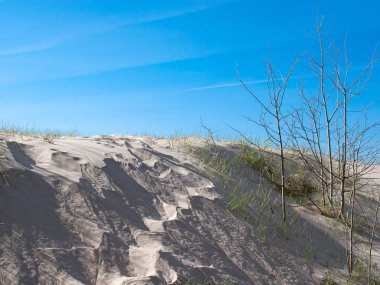 Ağaçlı kum tepelerinin güneşli manzarası 