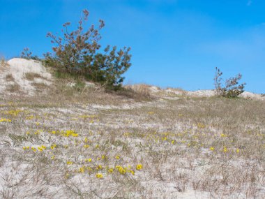 Kum tepeleri, çalılar, çimenler ve çiçeklerle güneşli bir manzara.