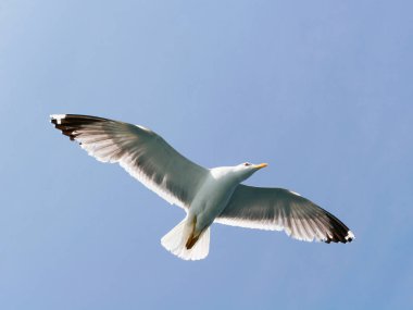 Martı gökyüzünde uçuyor.