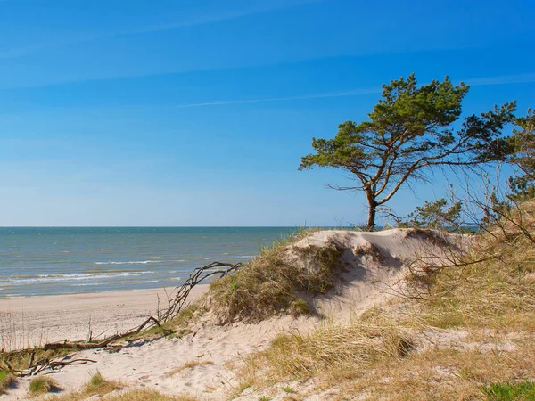 Zonnig uitzicht op zee met zandduinen en pijnbomen — Stockfoto