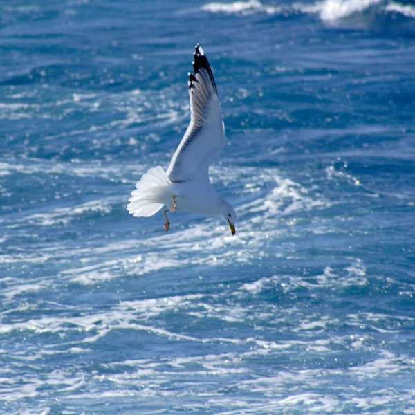 Flying Hunting Seagull Blue Water Background — Stock Photo, Image
