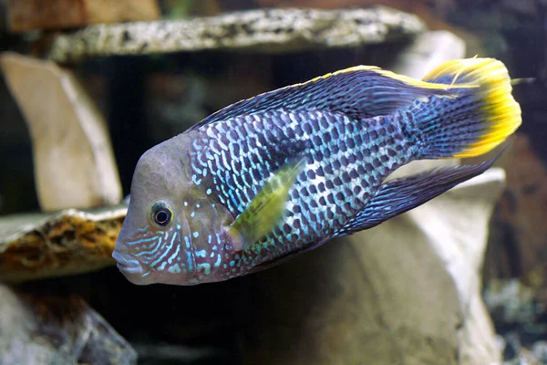Синя Ціклідова Акваріумна Риба Крупним Планом Постріл — стокове фото