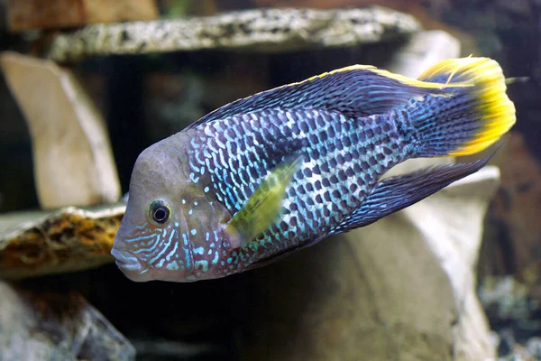 Mavi cichlid akvaryum balığı. Yakın çekim.