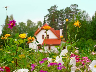 Kırsal manzara, yabani çiçekler ve bulanık arka planda kır evi.
