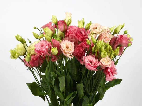 Bir buket beyaz ve pembe Eustoma çiçeği yakın çekim. Gri beyaz arkaplanda