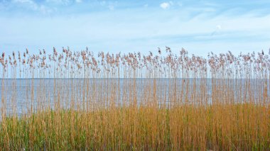 Sahil sazlığı çimenliği ve mavi göl suyu olan doğa arka planı