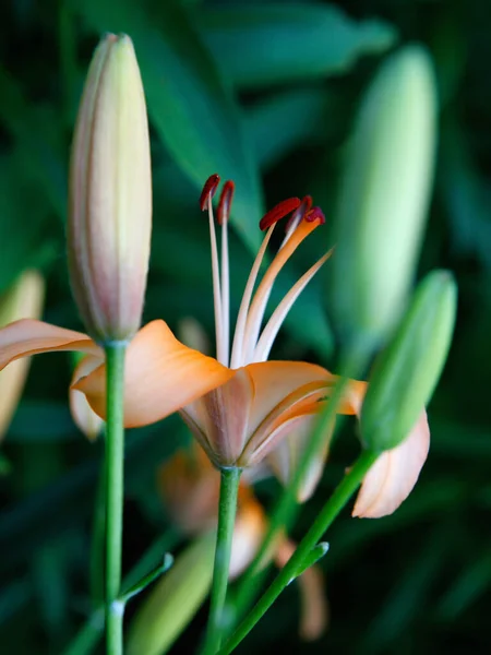 Цветок Азиатского Гибрида Лилий Размытом Зеленом Фоне — стоковое фото