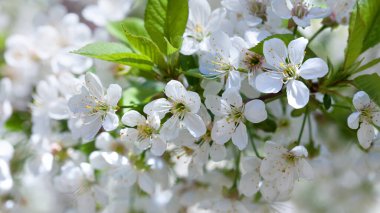 Çiçek açan kiraz dalları, dizayn için çiçek desenli arka plan. Makro fotoğraf