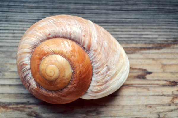 Seashell nautilus op een houten achtergrond — Stockfoto