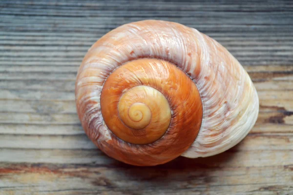 Seashell nautilus on a wooden background — Stock Photo, Image