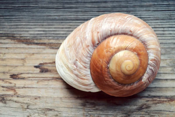 Nautilus de concha sobre fondo de madera — Foto de Stock