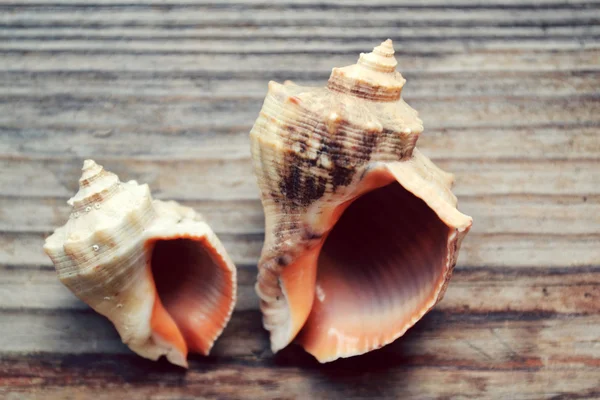 Seashell isolated on a wooden background — Stock Photo, Image