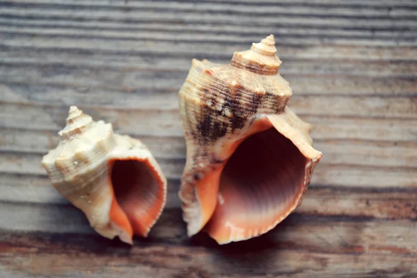 Coquille isolée sur un fond en bois — Photo