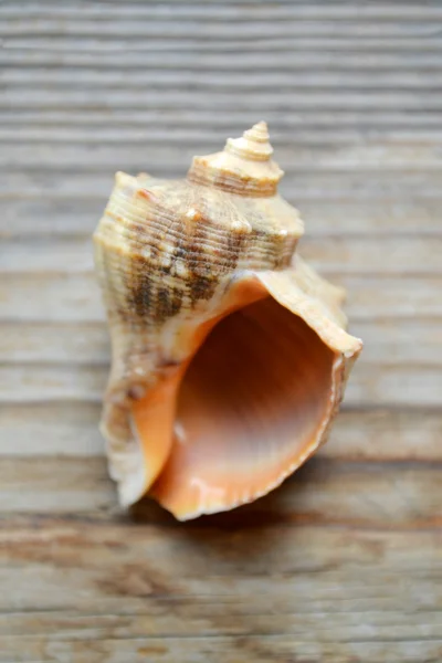 Seashell isolated on a wooden background — Stock Photo, Image