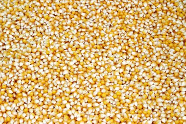 Taze çiğ Mısır taneleri, semt pazarı