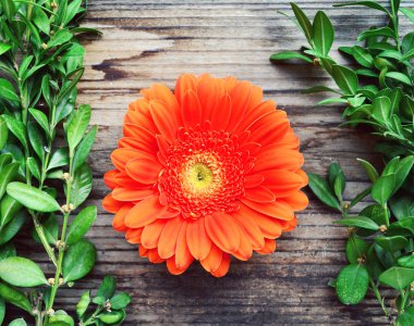 Güzel büyük parlak turuncu gerbera çiçek ahşap zemin üzerine yeşil yaprakları ile renkli