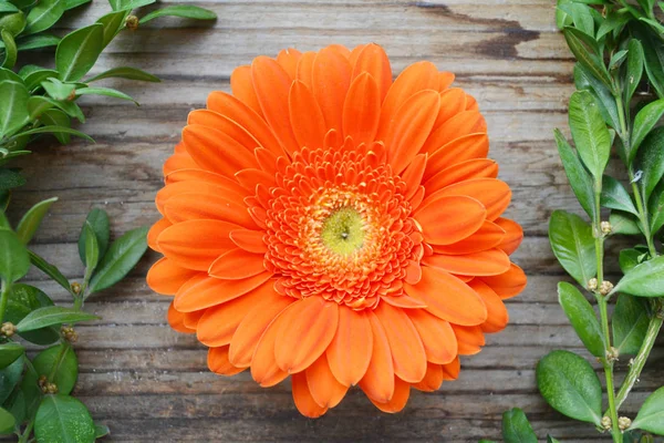 Belle grande fleur de gerbera orange de couleur vive avec des feuilles vertes sur fond en bois — Photo