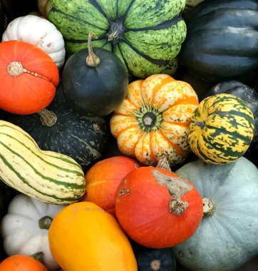 Farklı sonbahar şekiller ve kabaklar semt pazarı, tür