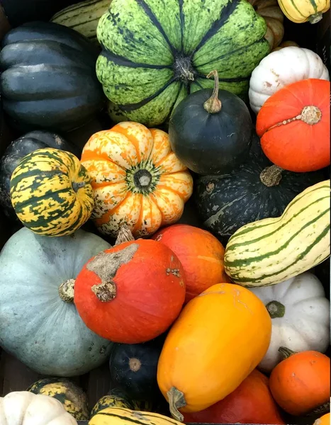 Different autumn shapes and kinds of pumpkins at the street market — Stock Photo, Image