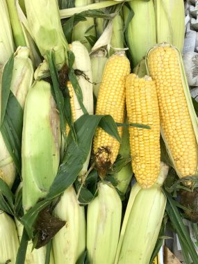 Taze çiğ mısır koçanı ahşap tablo