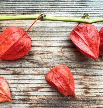 Ahşap arka plan üzerinde taze physalis şube