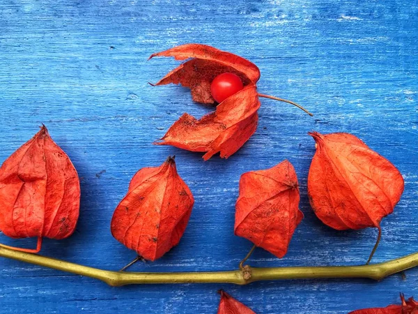 Frischer Physalis-Zweig auf Holzgrund — Stockfoto