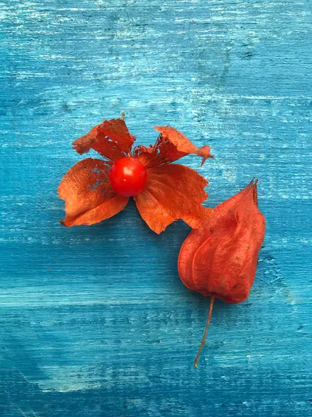 Fresh physalis branch on wooden background — Stock Photo, Image