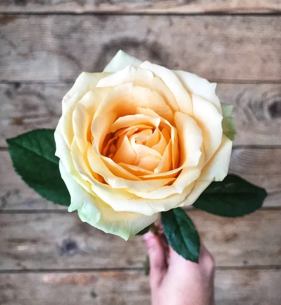 Hermosa boda albaricoque rosa sobre fondo de madera —  Fotos de Stock