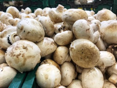 çiğ beyaz mantar bir sepet içinde petrol