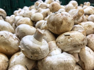 çiğ beyaz mantar bir sepet içinde petrol