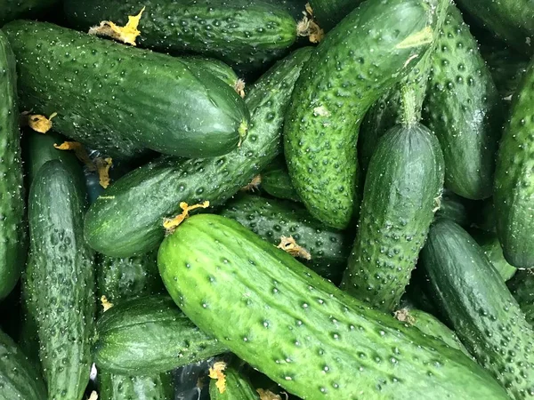 Frische grüne Bio-Gurken auf dem Markt — Stockfoto
