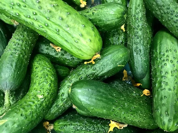 Verse groene biologische komkommers op de markt — Stockfoto