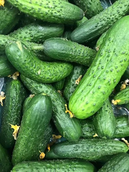 Frische grüne Bio-Gurken auf dem Markt — Stockfoto