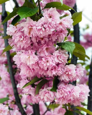 Japon kiraz ağacının çiçek açan çiçekleri.