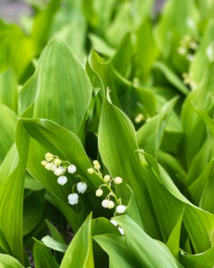 Vadinin beyaz zambakları baharda çiçek açıyor.