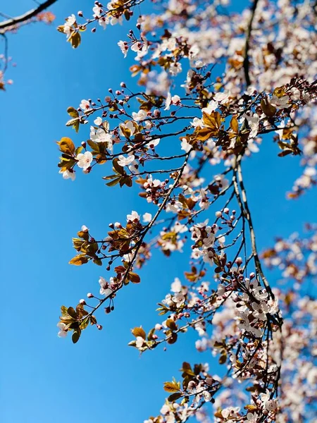 Fleurs Florissantes Pommier — Photo