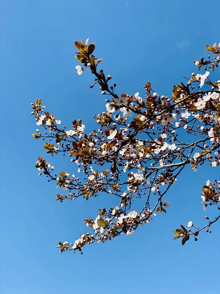 Fleurs Florissantes Pommier — Photo