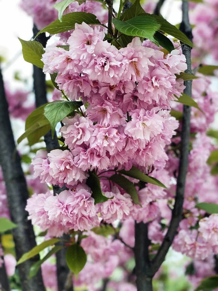 Flores Florecientes Sakura Japonesa Árbol Flor Cerezo — Foto de Stock