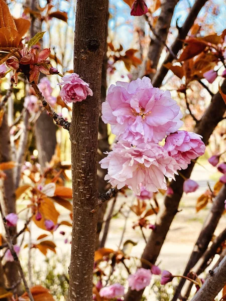 Flores Florecientes Sakura Japonesa Árbol Flor Cerezo — Foto de Stock