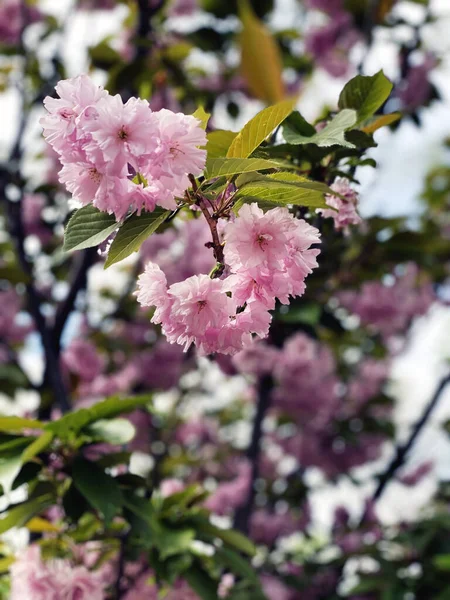 Fleurs Fleuries Cerisier Sakura Japonais — Photo