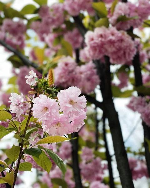 Blooming Flowers Japanese Sakura Cherry Blossom Tree — Stock Photo, Image