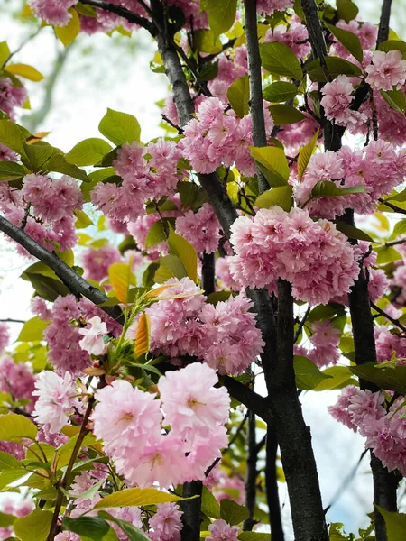 Fleurs Fleuries Cerisier Sakura Japonais — Photo