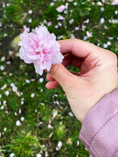 Woman Hand Holding Single Sakura Cherry Blossom Flower — Stock Photo, Image