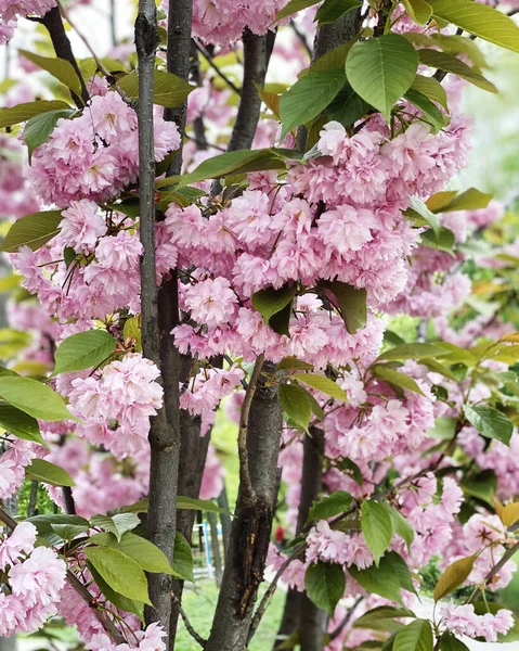 Flores Florecientes Sakura Japonesa Árbol Flor Cerezo — Foto de Stock