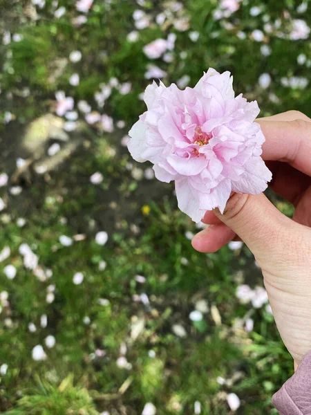 Mano Mujer Sosteniendo Una Sola Flor Flor Cerezo Sakura — Foto de Stock