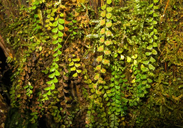 Kapradiny Visící Větví Stromu Džungli — Stock fotografie