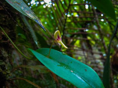 Peru 'daki Bagua ormanlarının karakteristik orkidesi.